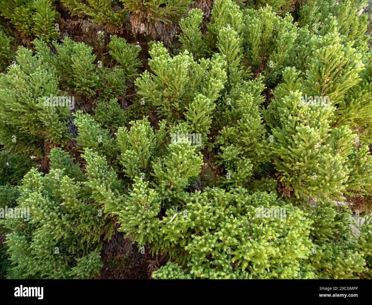 Cryptomeria japonica or Cupressus japonica plant. Japanese cedar or Japanese redwood branches. Sugi evergreen tree lush foliage. Stock Photo
