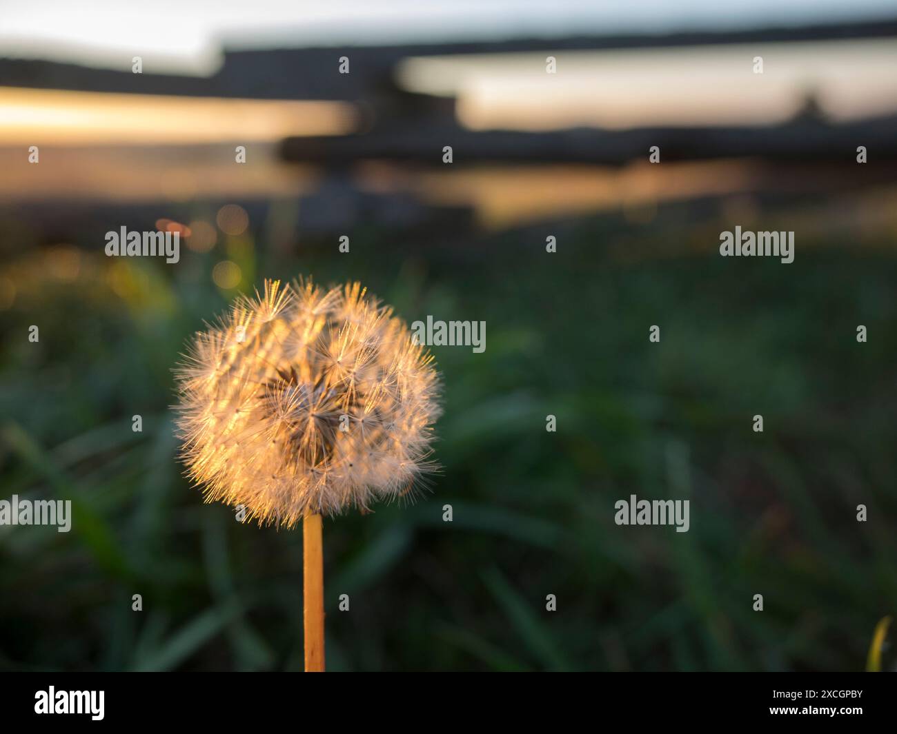 Dandelion image hi-res stock photography and images - Alamy