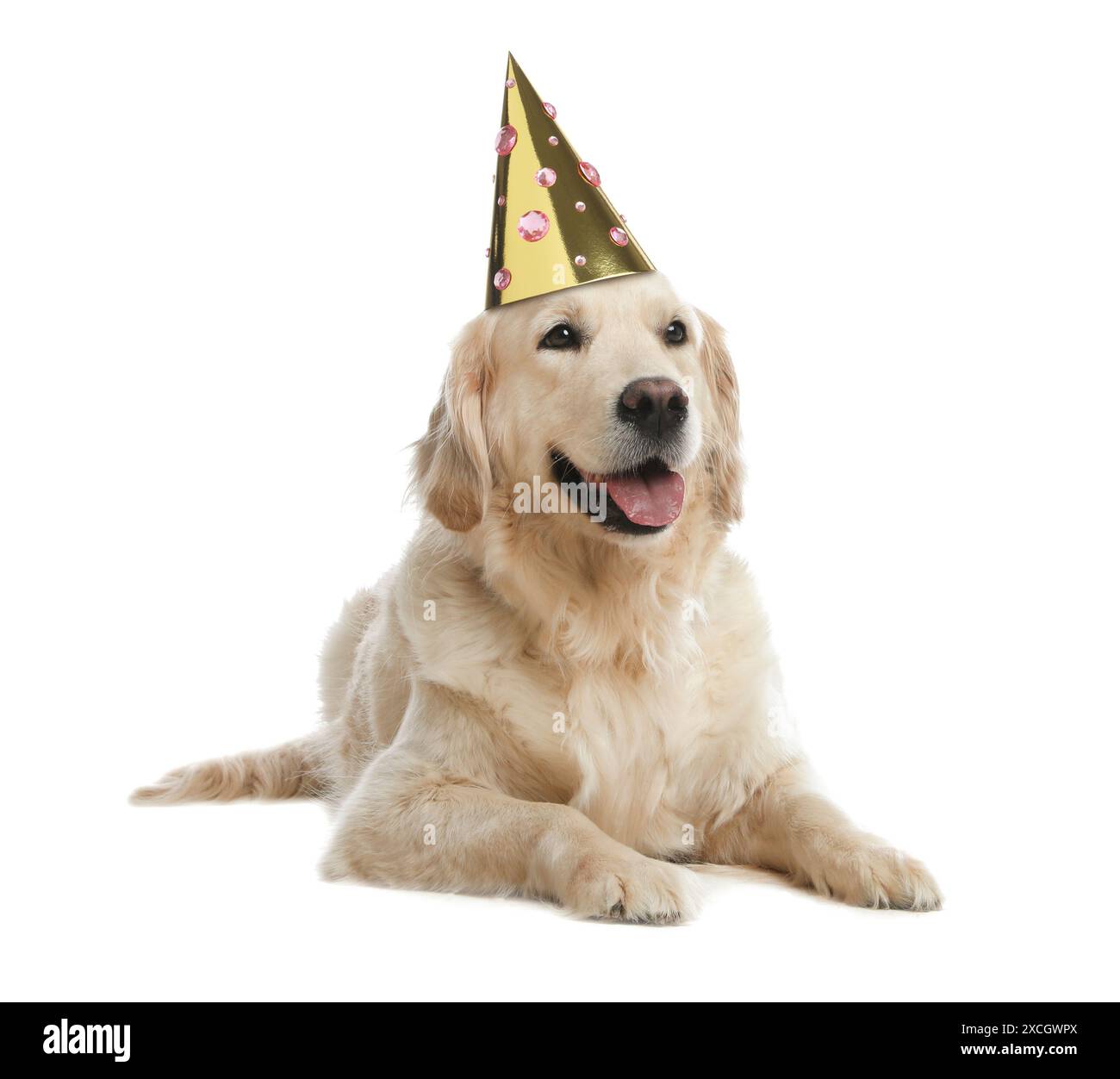 Cute Golden Retriever dog with party hat on white background Stock ...