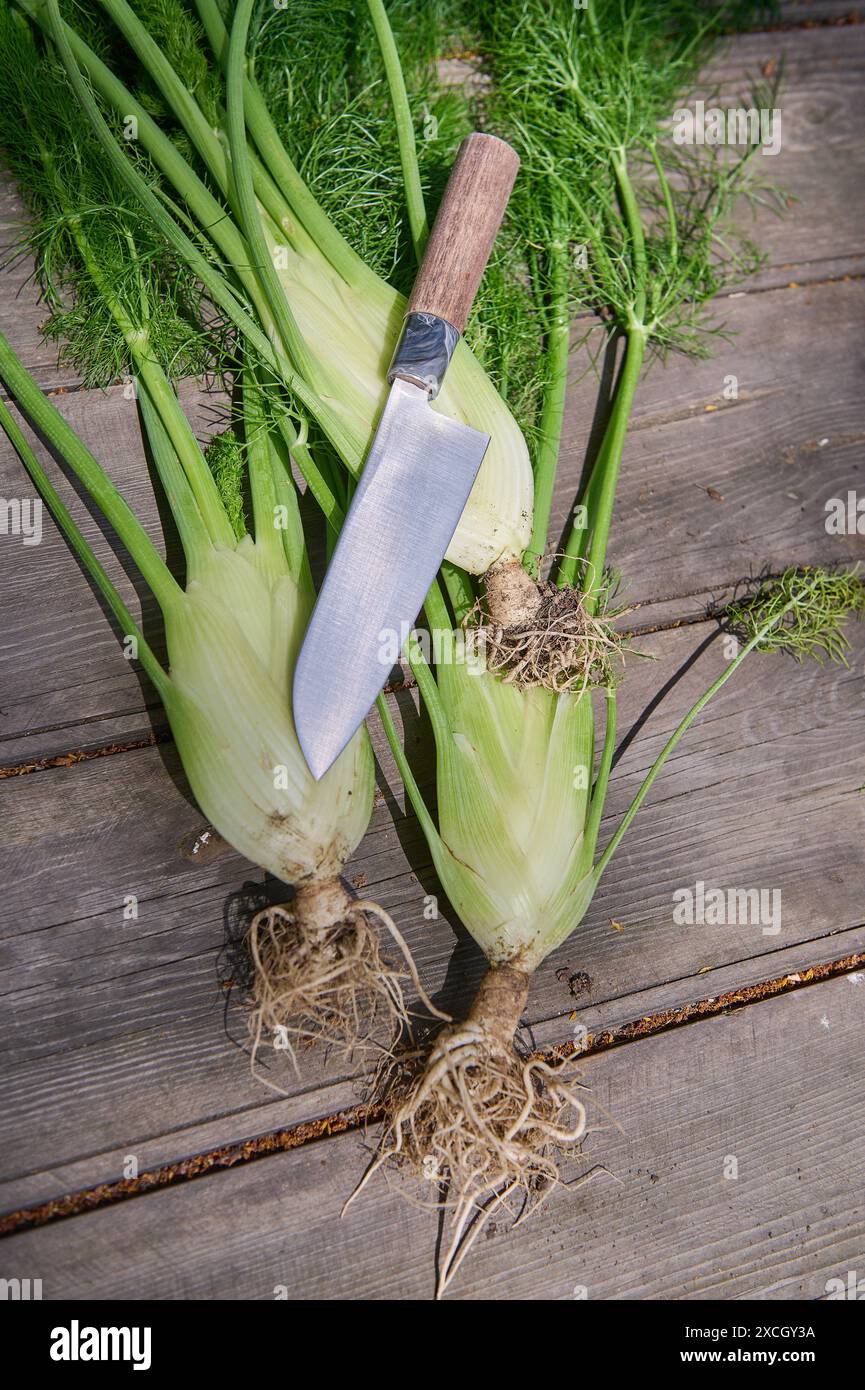 Natur Knollenfenchel Geernteter Knollenfenchel aus dem eigenen Garten