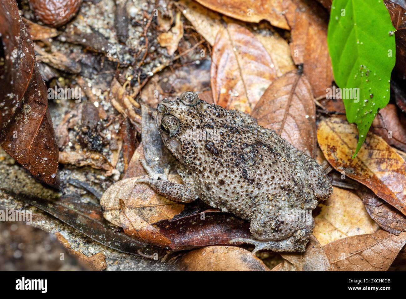 Rhinella humboldti, Riveros toad, species of toad in the family ...