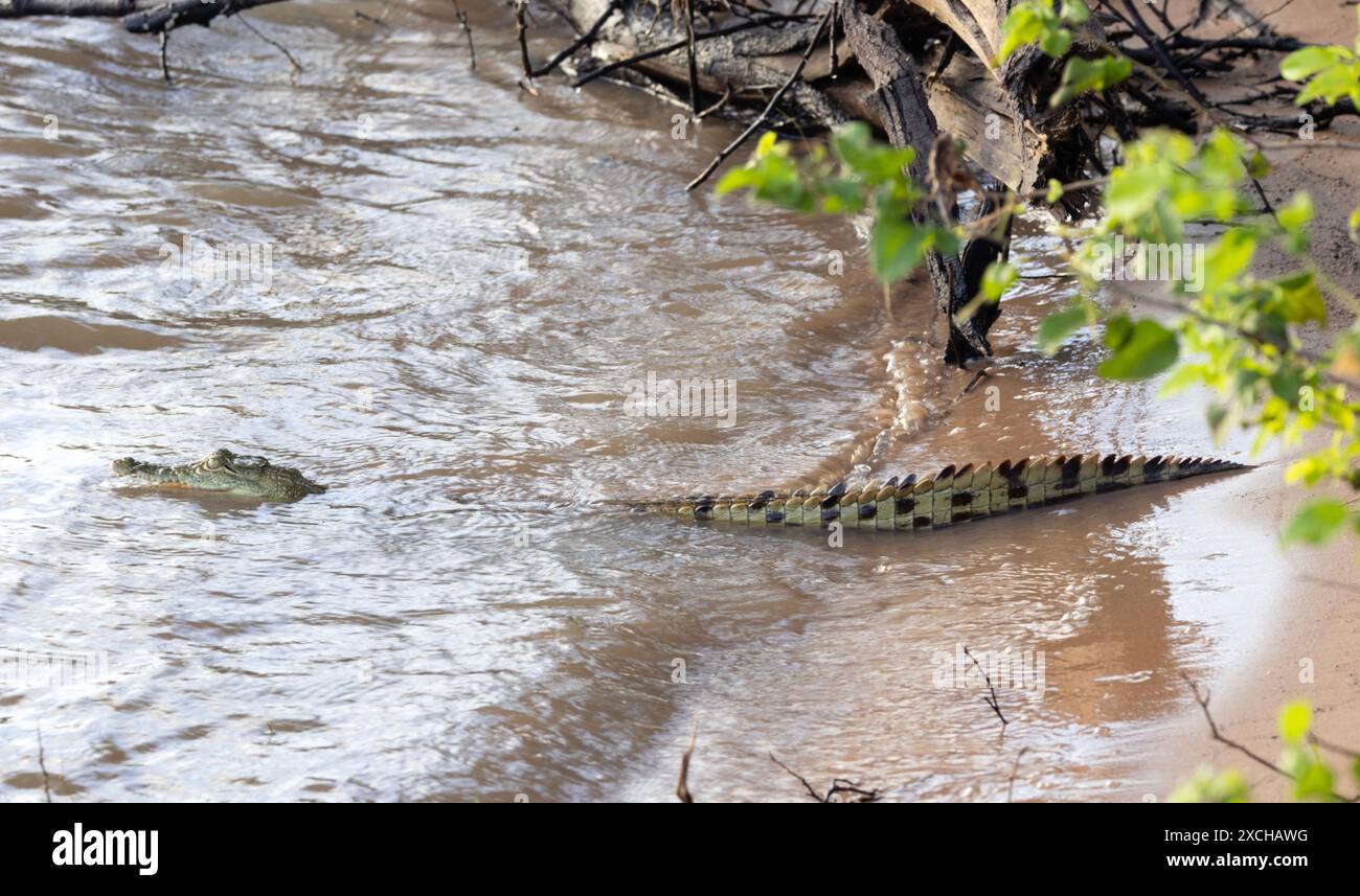 A young Nile Crocodile rests on the banks of the Great Ruaha River ...