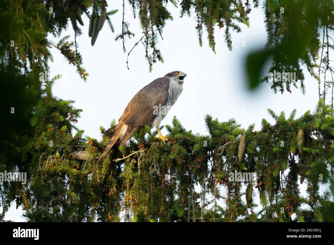 Goshawk Call Berlin, Germany. 01st June, 2024. 01.06.2024, Berlin. An adult goshawk ...