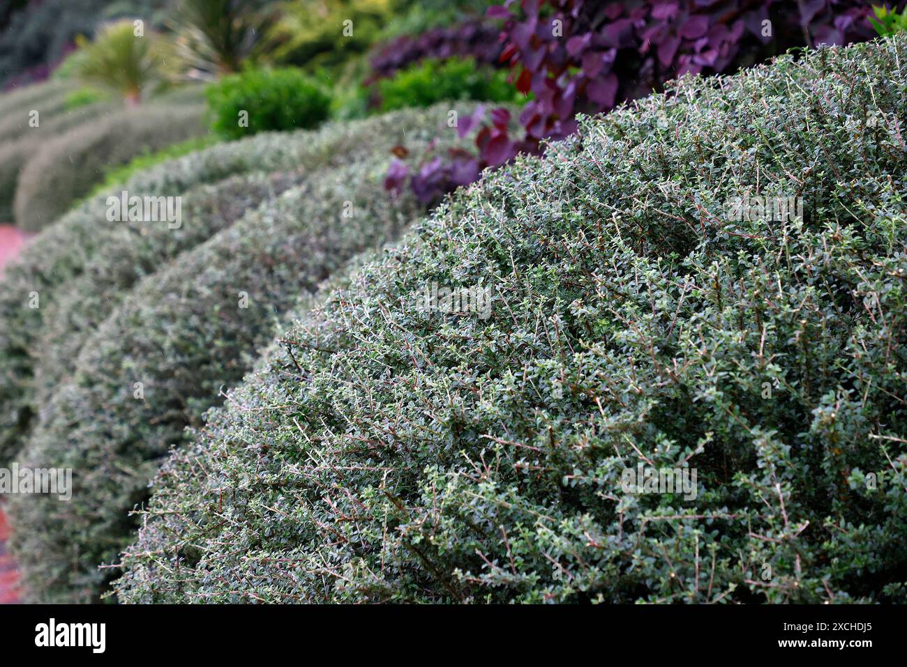 Lonicera ligustrina hi-res stock photography and images - Alamy