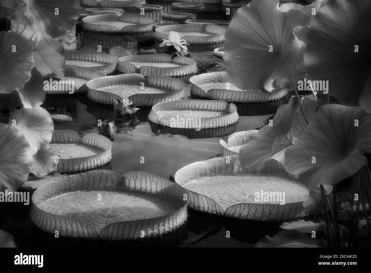 Amazon Water lily Stock Photo Alamy