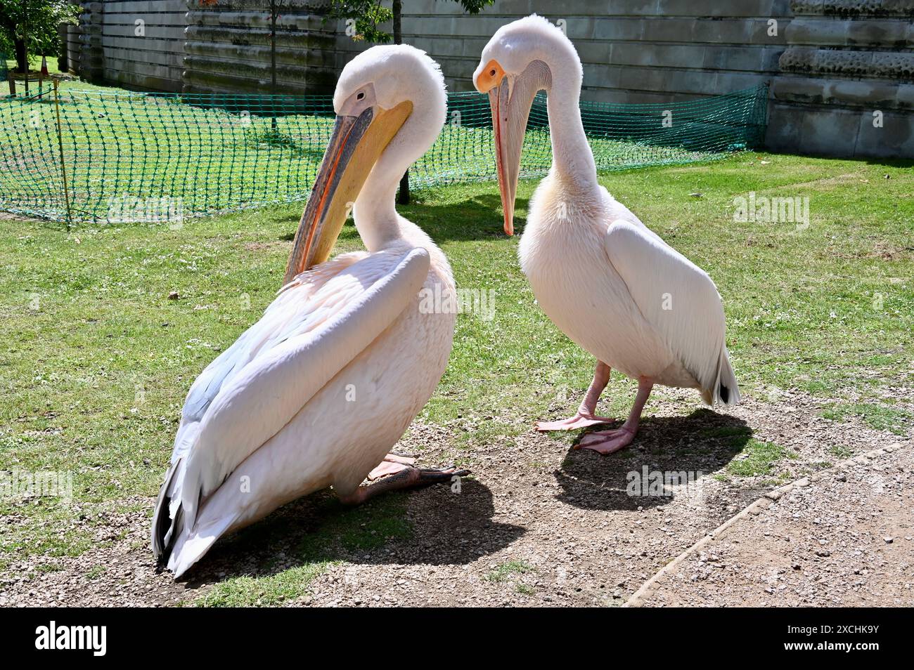 Pelicans, St James (Genus Pelecanus) Park, London, UK Stock Photo - Alamy
