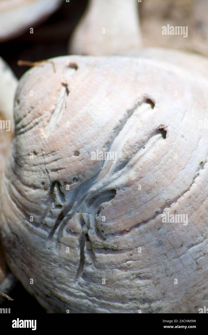 Fly Shell Etched shell hi-res stock photography and images - Alamy