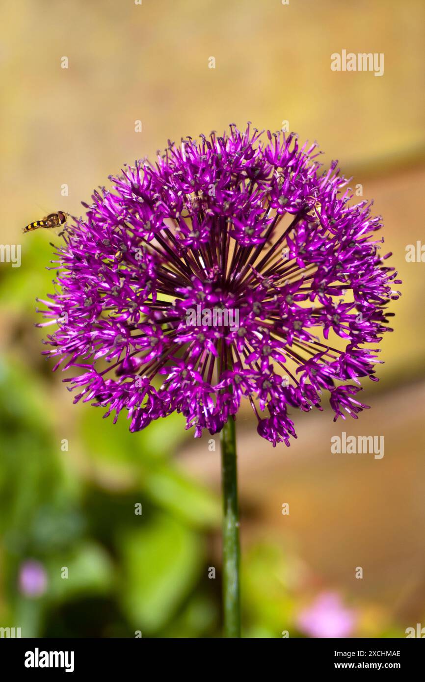 Allium Gladiator (Allium Sativum) attracts insects like the Hover Fly  because of high pollen and high nectar Somerset England uk. Stock Photo