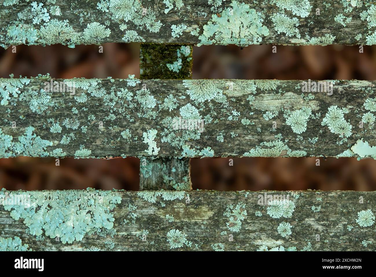 Blue green lichen grows on vintage park bench slats Stock Photo