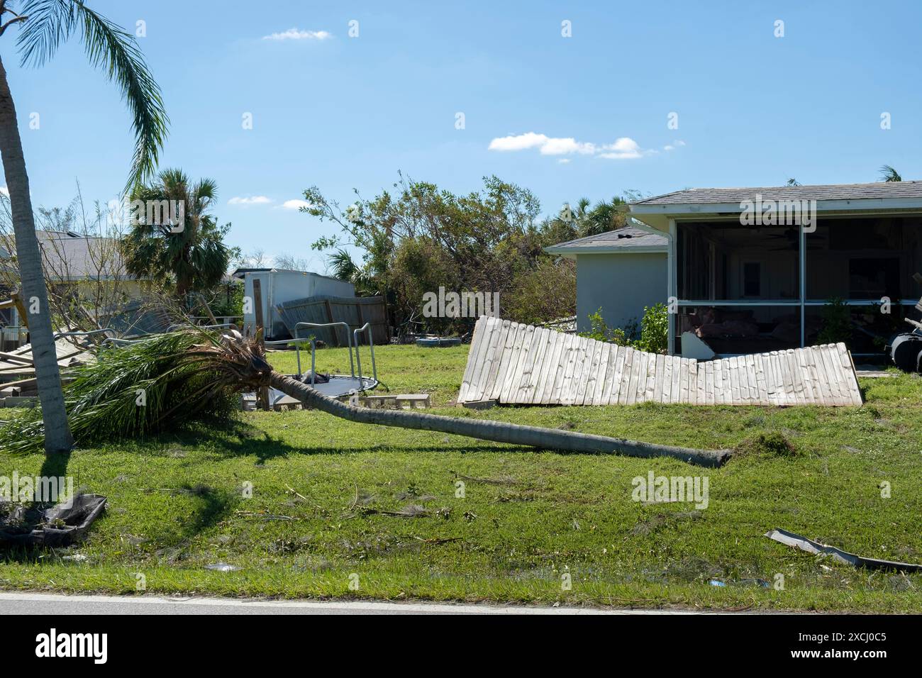 Uprooted palm tree after hurricane on Florida home front yard ...