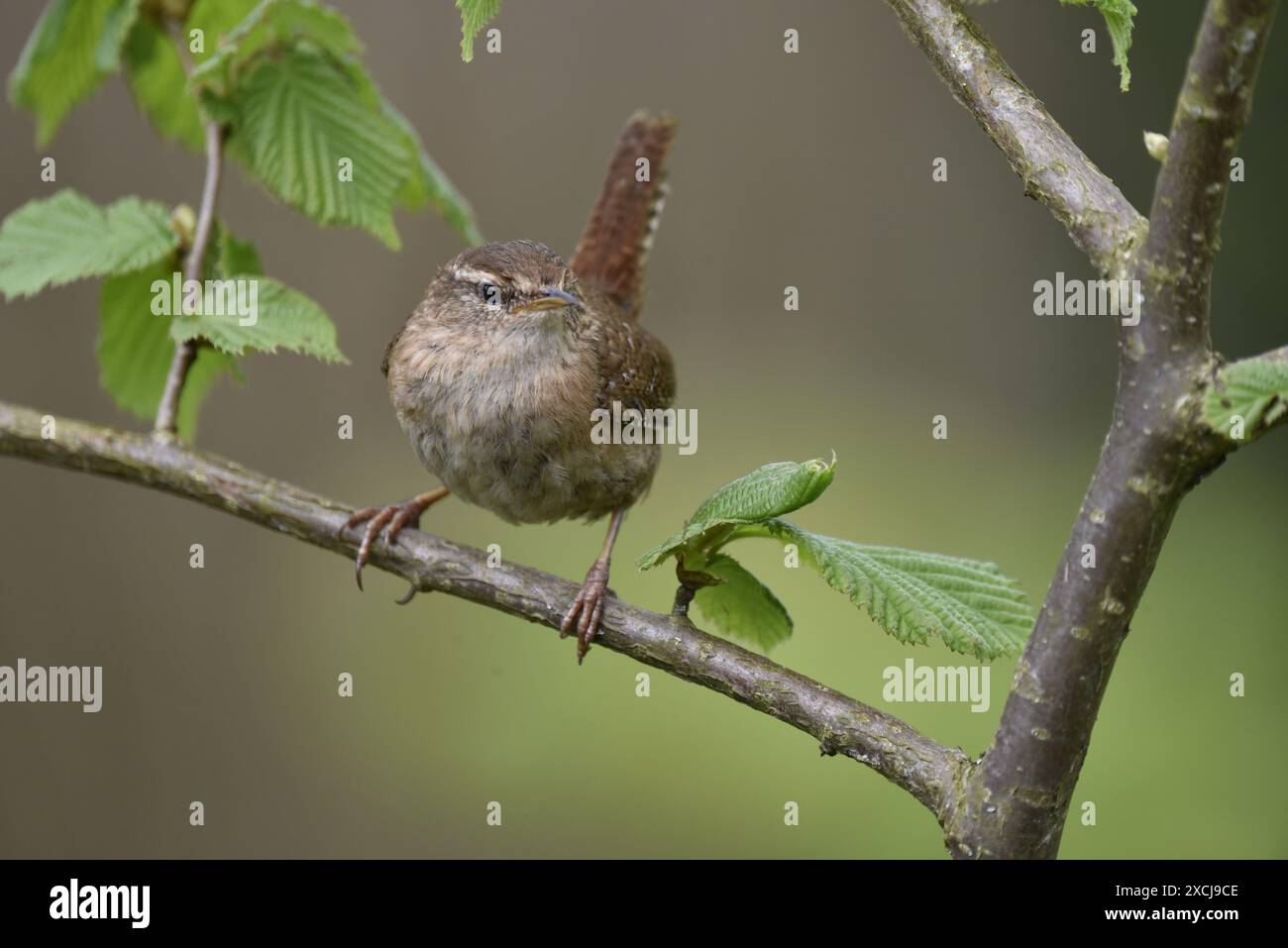 Close-Up Facing Image of a Winter Wren (Troglodytes troglodytes) Claws Over Front of Horizontal Branch, Looking to Right of Image, taken in May, UK Stock Photo