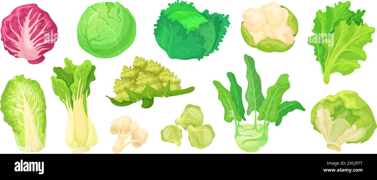 Cruciferous Veggies Stock Vector Images Alamy chinese-kohlrabi