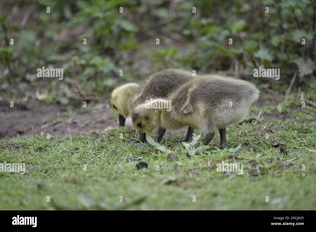 Canada geese uk feeding grass hi res stock photography and images Alamy
