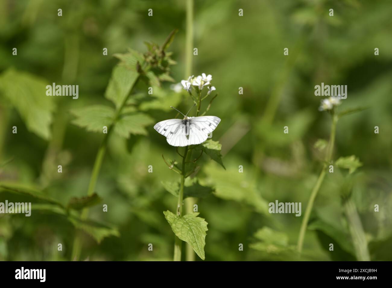 Female Small White Butterfly (Pieris rapae) View of Top, Wings Open, Facing Up Image, with Two Spots Visible on Each Forewing, taken on White Flowers Stock Photo