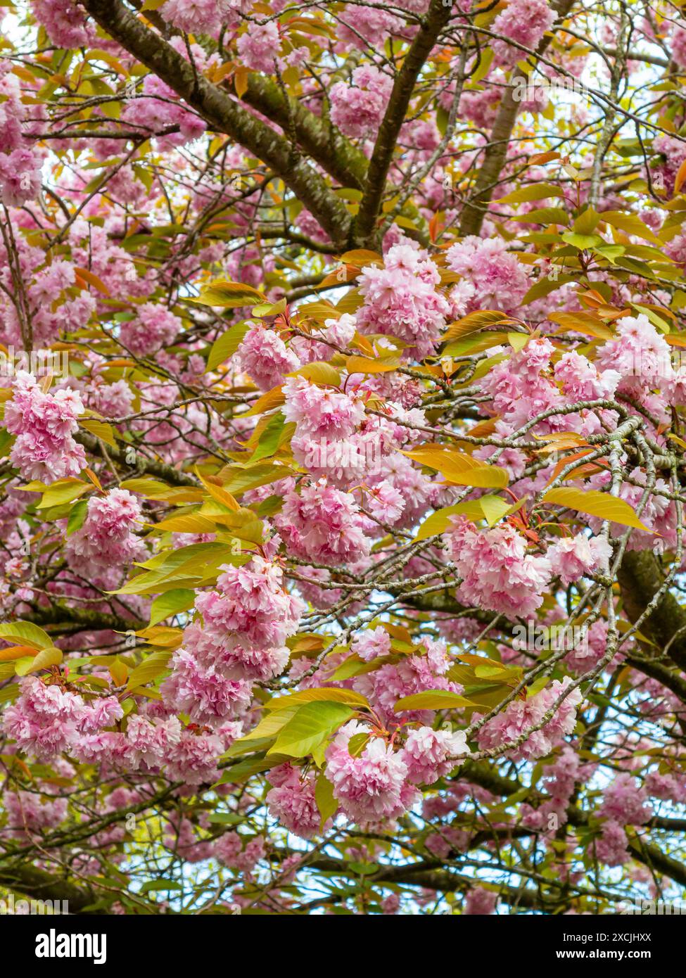 Knaresnborough spring hi-res stock photography and images - Alamy