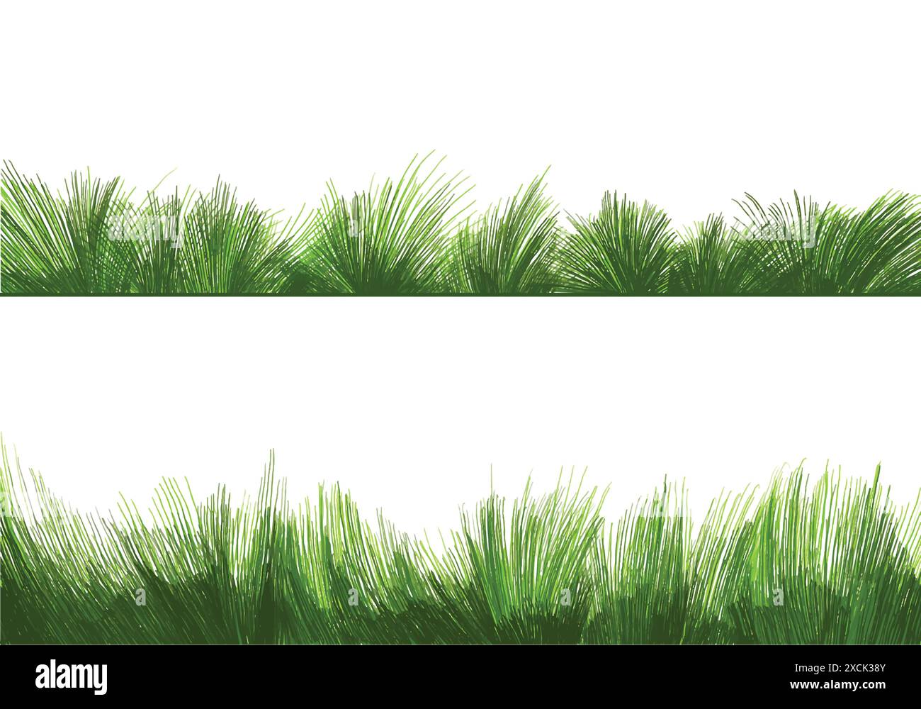 Beautiful green grass Isolated background Stock Vector