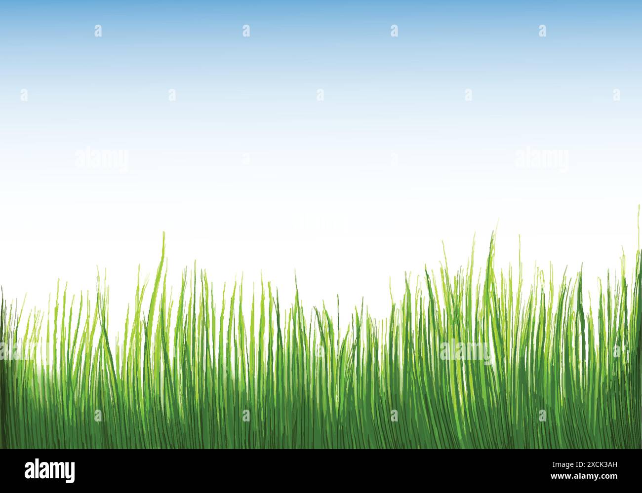 Beautiful green grass Isolated background Stock Vector