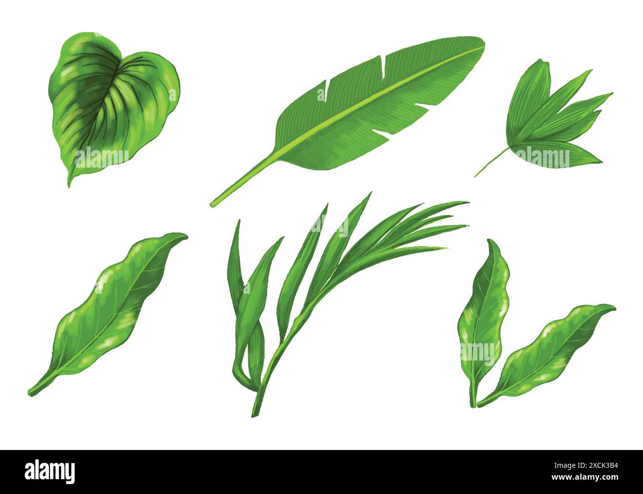 Tropical different type exotic leaves set design Stock Vector Image ...