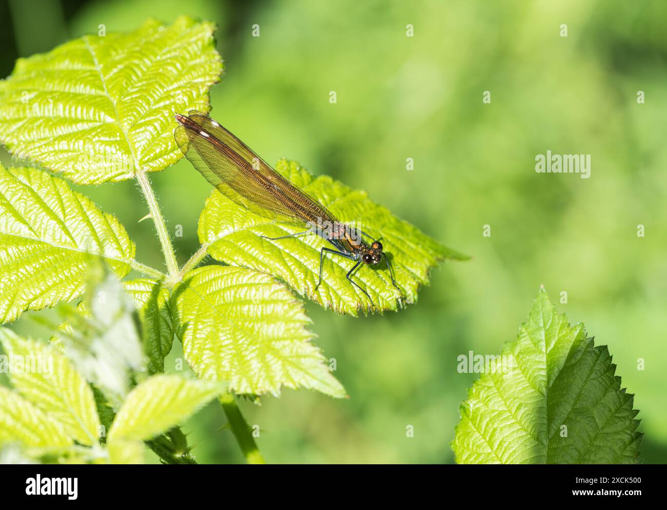 Female Banded Demoiselle (Calopteryx splendens) at Ham Common Stock ...
