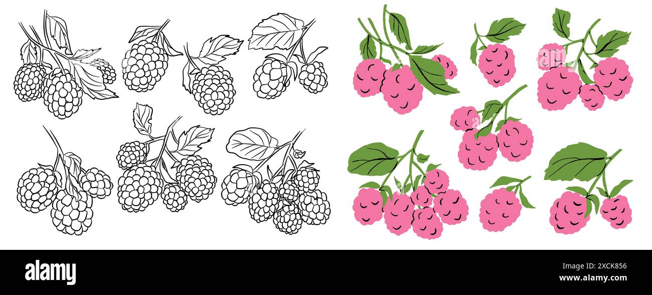 Drawn raspberry icon set. Old ink style and cartoon vector fruit sign ...