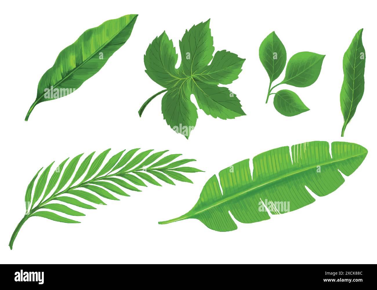 Realistic tropical plants green leaf set design Stock Vector Image ...