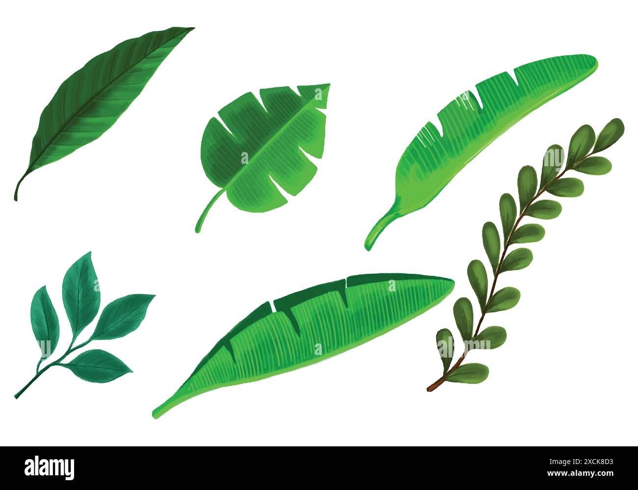 Tropical different type exotic leaves set design Stock Vector Image ...