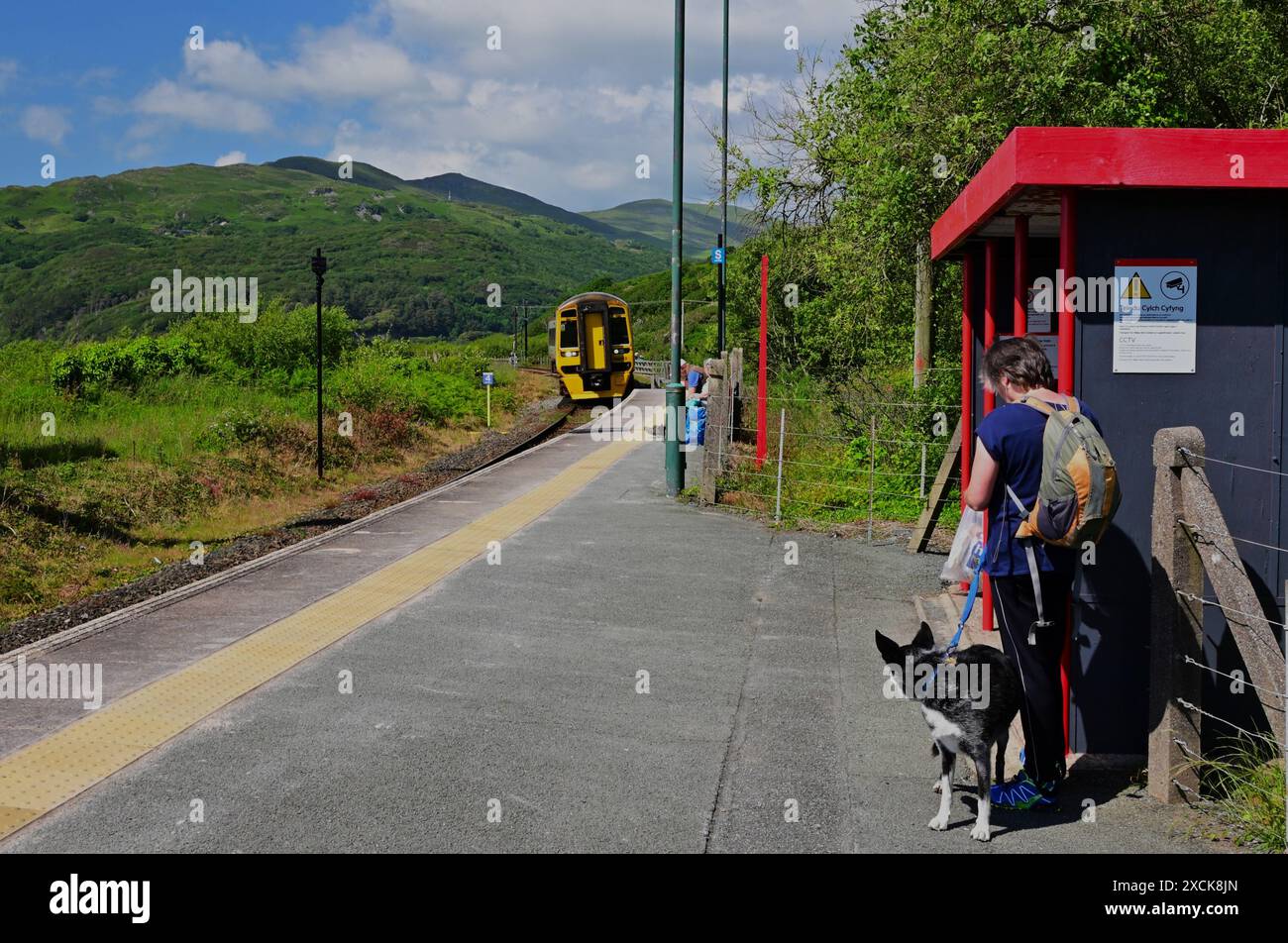Adult female and dog waiting at Morfa Mawddach railway station for ...