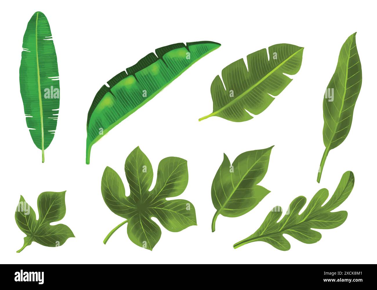 Tropical different type exotic leaves set design Stock Vector Image ...