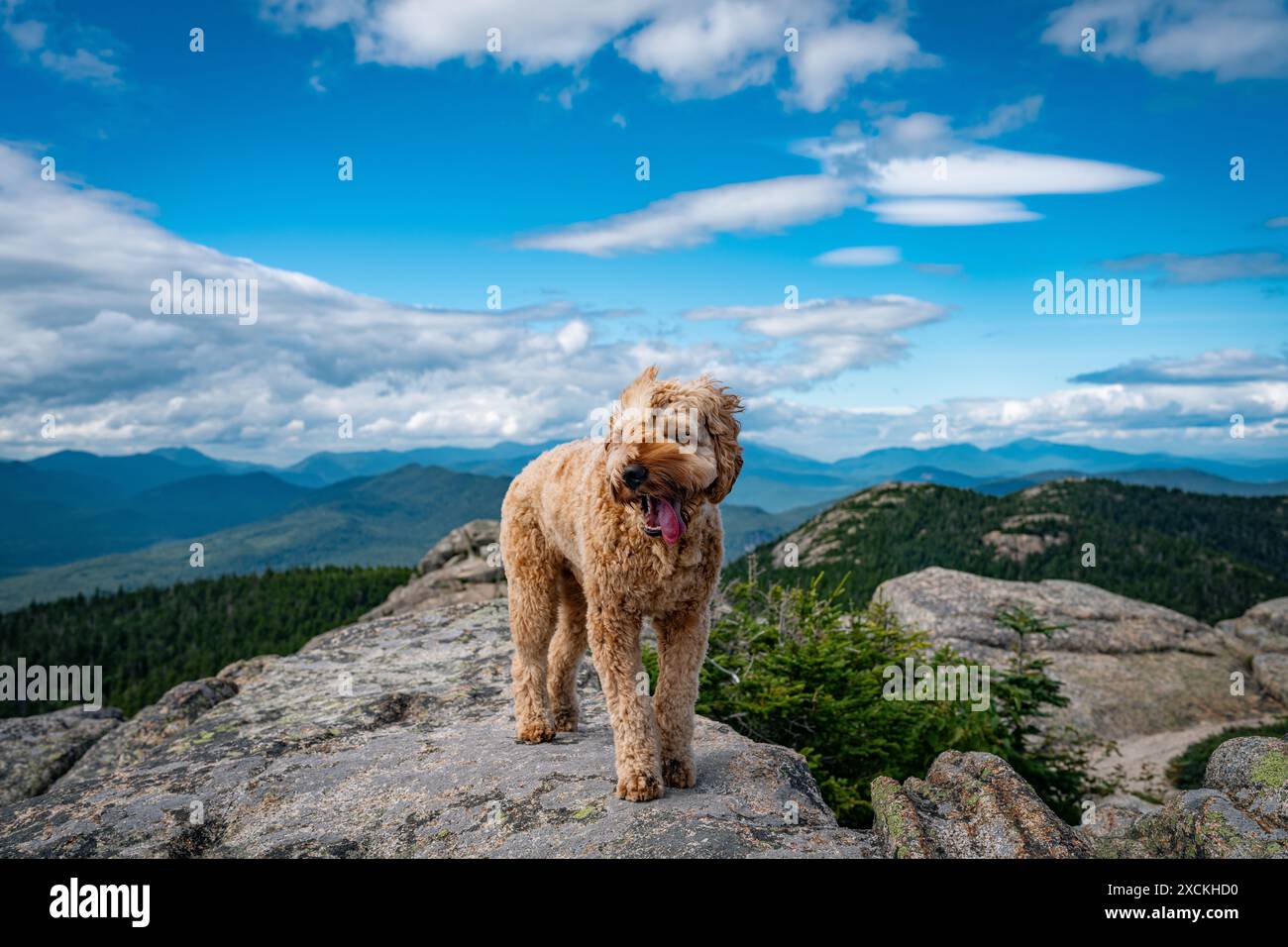 Happy puppy hiking in the White Mountains of New Hampshire Stock Photo