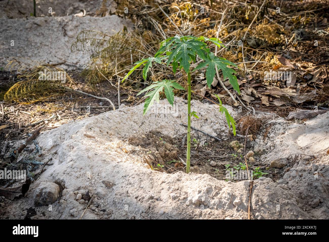 Agricultura de guatemala hi-res stock photography and images - Alamy