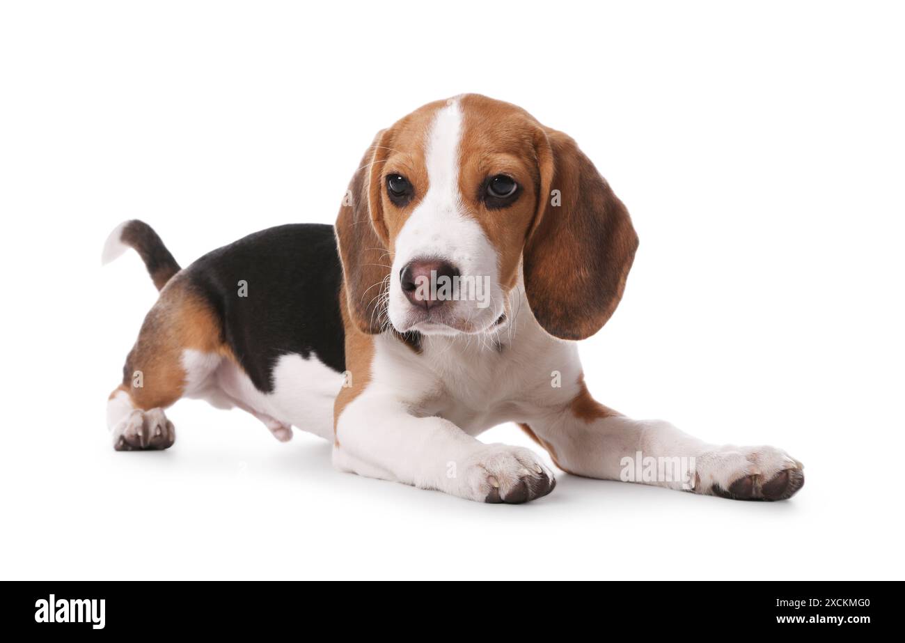 Cute Beagle puppy on white background. Adorable pet Stock Photo - Alamy