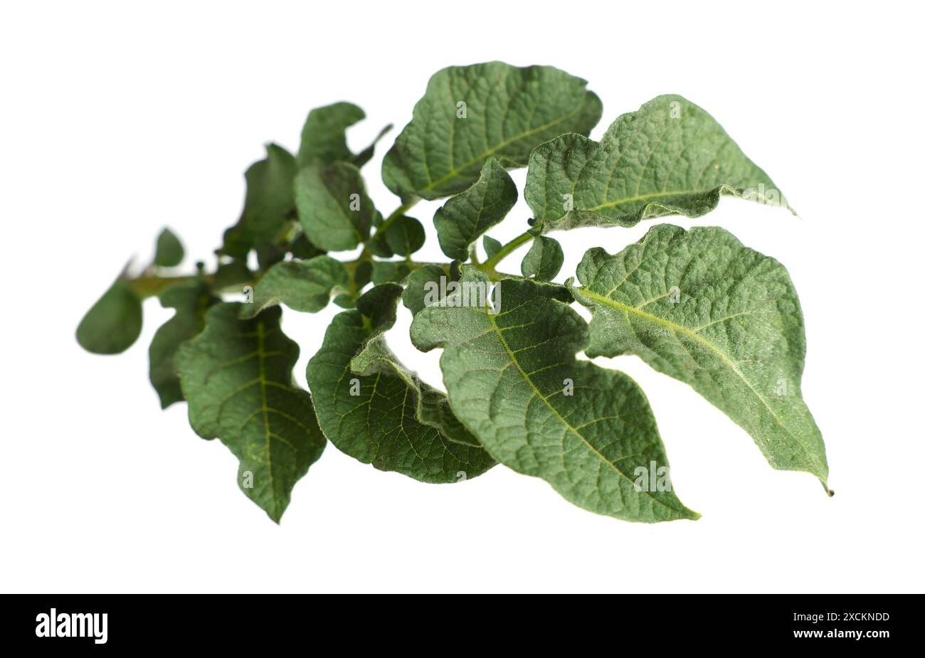 Green potato plant leaves isolated on white Stock Photo - Alamy