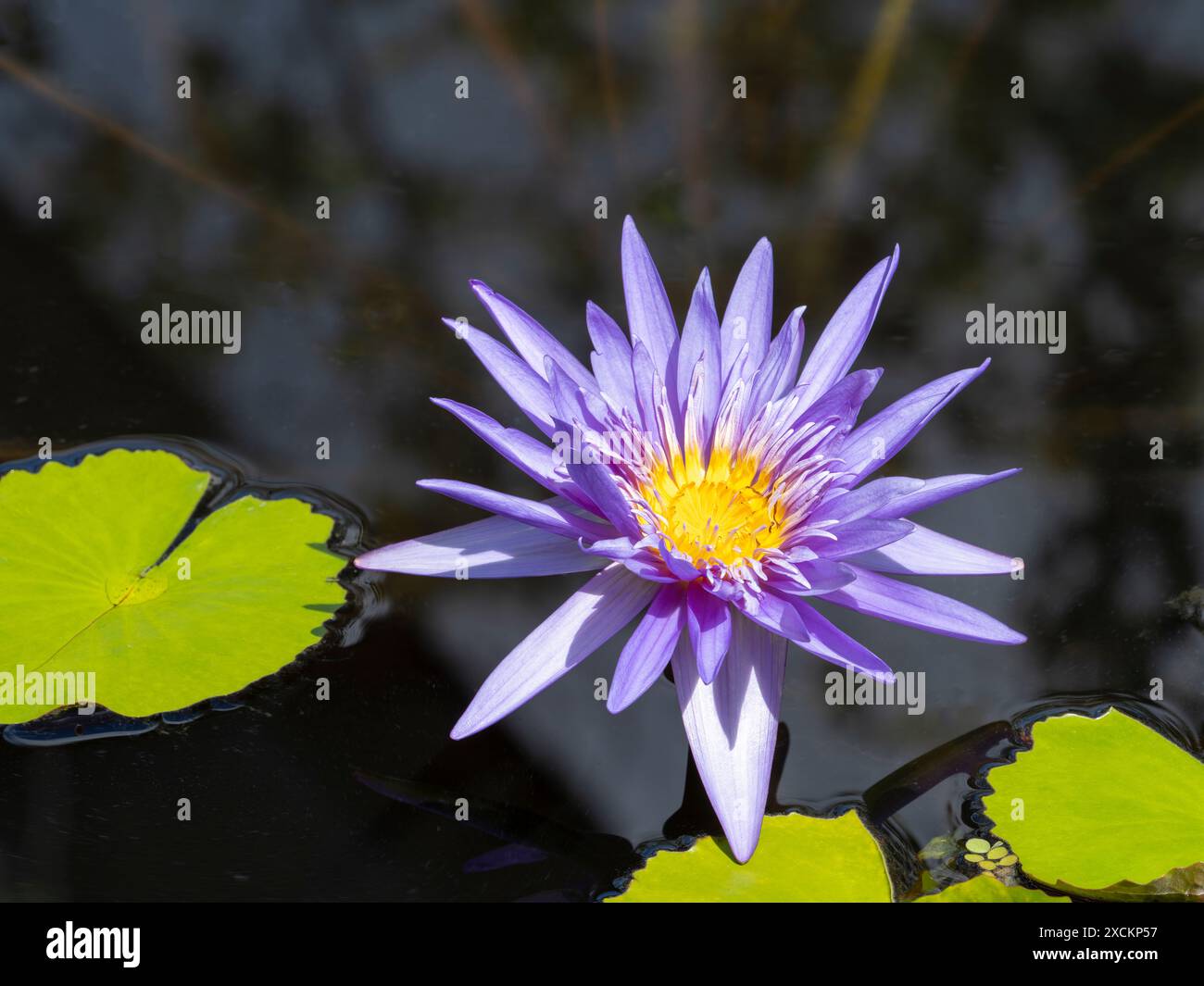 Purple blooming lotus flower Stock Photo - Alamy