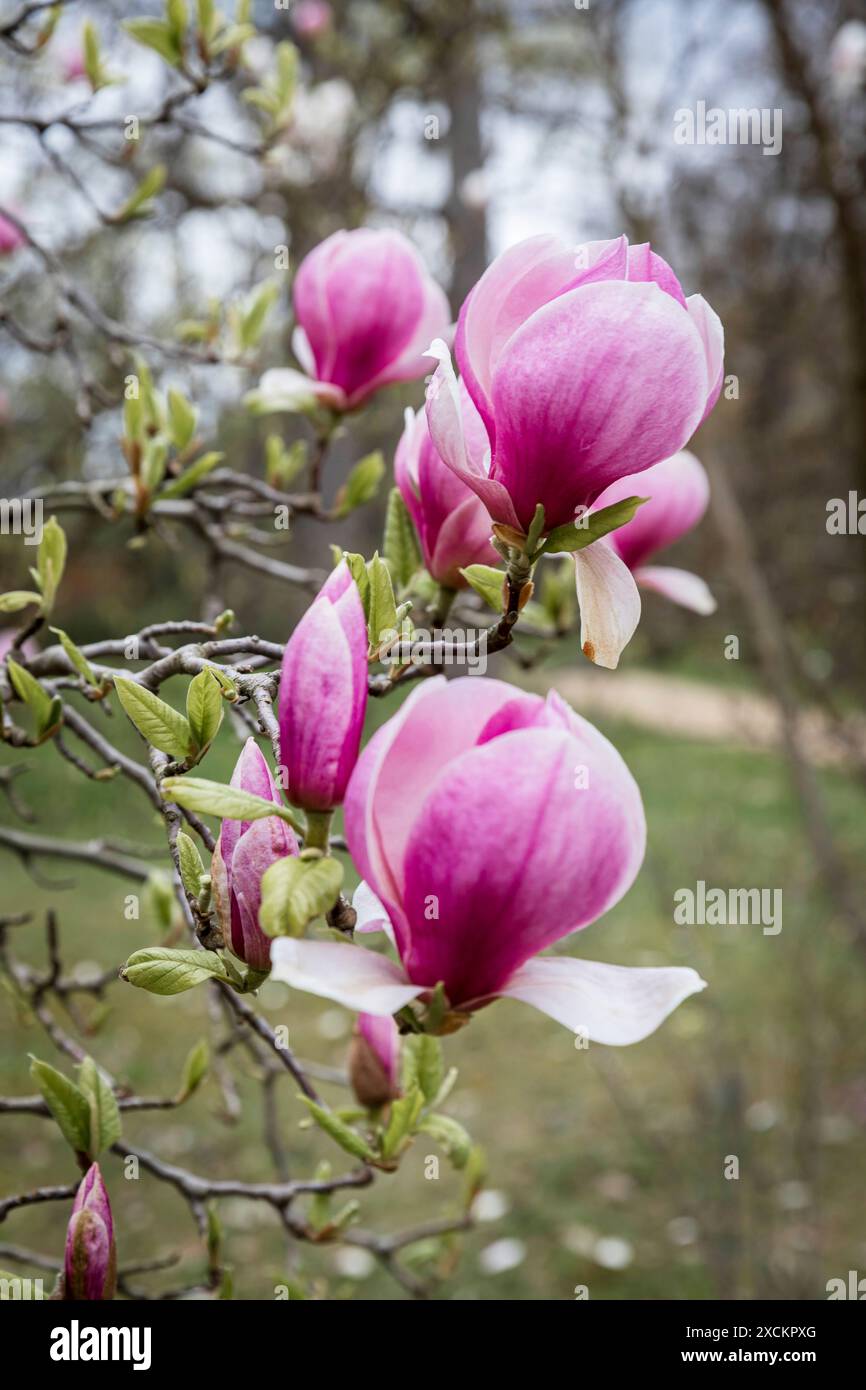 Magnolia in the garden in the London Stock Photo - Alamy