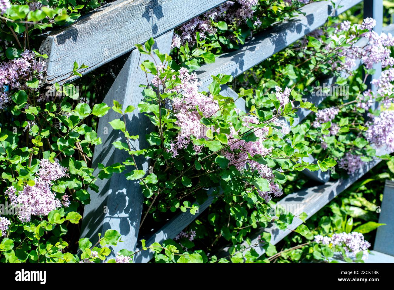 Retro wooden fence landscape flowers hi-res stock photography and ...