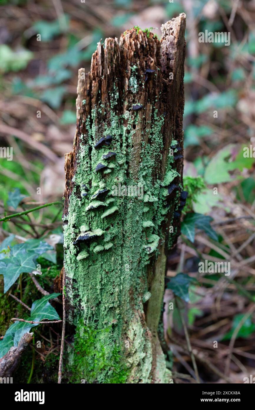 Fungi and green lichen on an ancient tree stump; ancient woodland; Atlantic rainforest; Cornwall, England, UK Stock Photo
