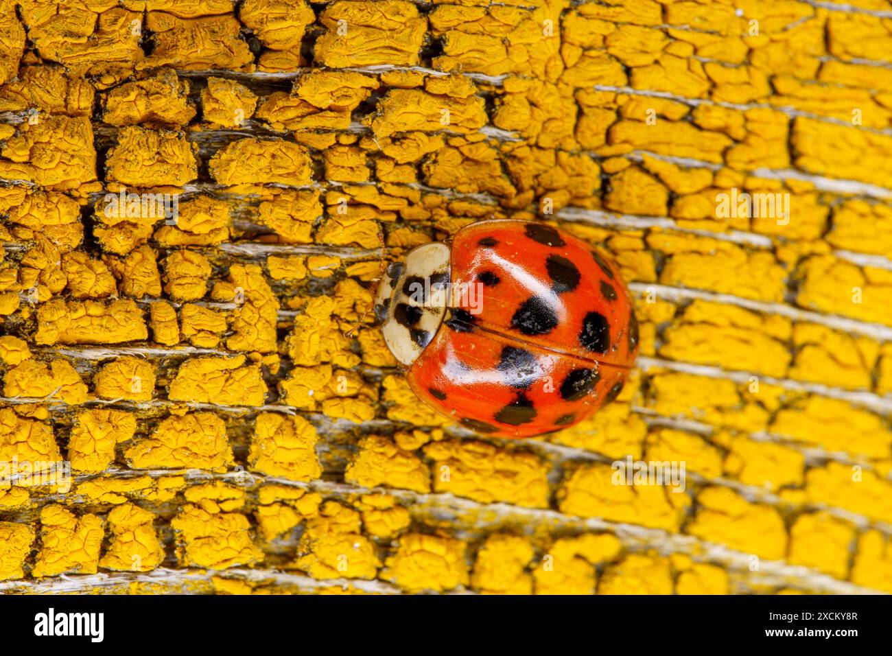 Harmonia axyridis Family Coccinellidae Genus Harmonia Asian ladybeetle wild nature insect wallpaper, picture, photography Stock Photo