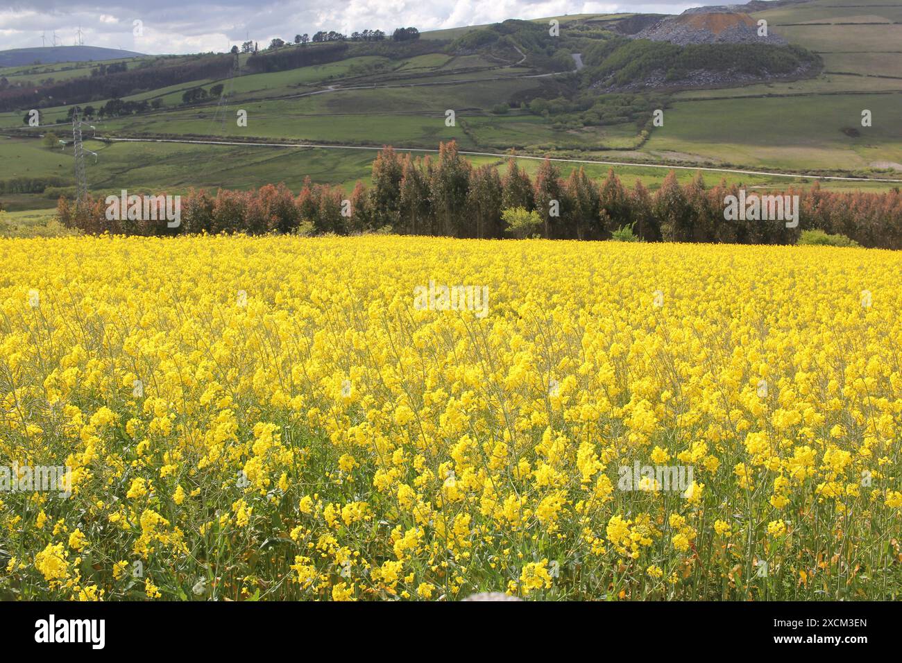 yellow flowers from turnips flooding the countryside Stock Photo Alamy