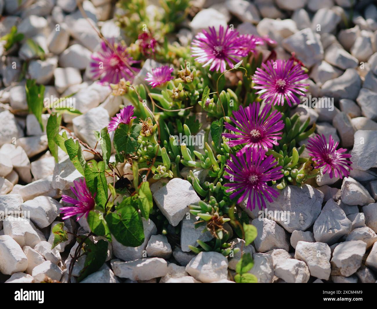 Beautiful iceplant among stones on lawn. Delosperma cooperi ...