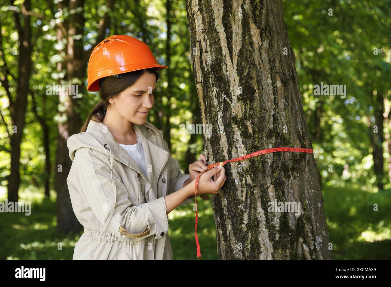 Forester measuring tree trunk with tape in forest Stock Photo Alamy