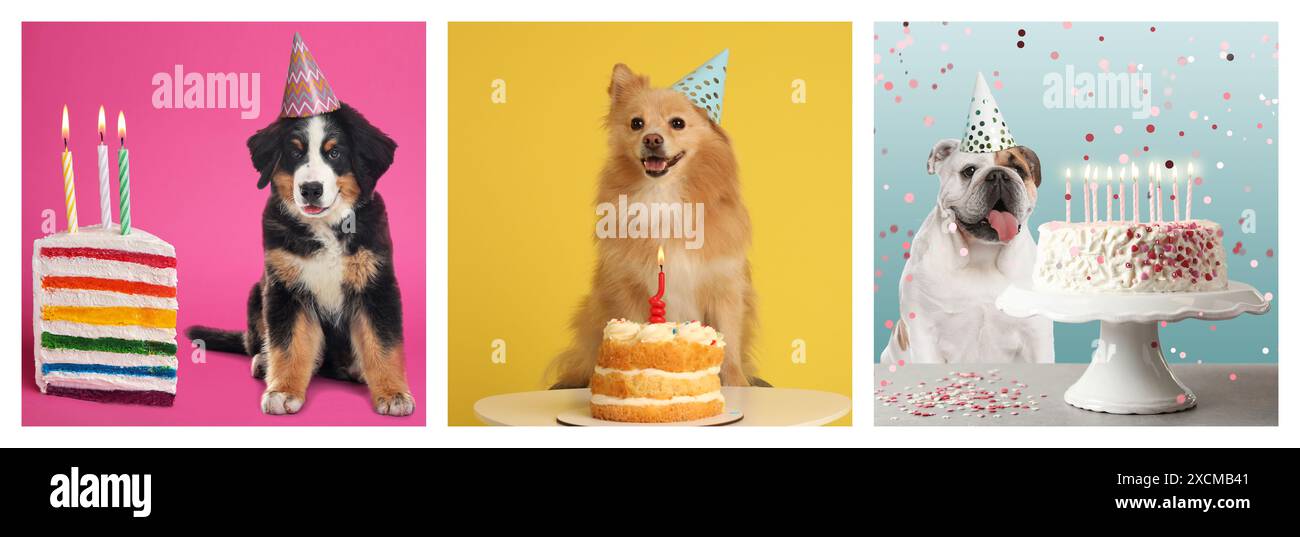 Cute birthday dogs in party hats on different color backgrounds ...