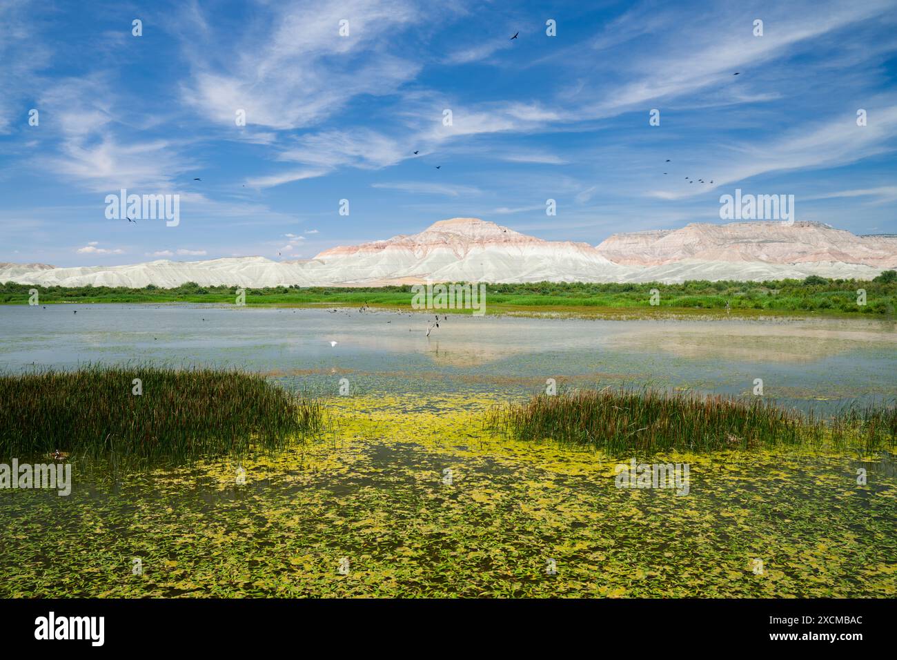Migratory birds in geologically formed mountains and national parks ...