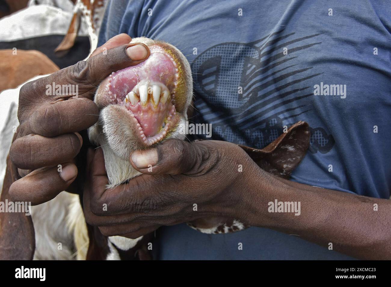 Kolkata goat market hi-res stock photography and images - Page 2 - Alamy
