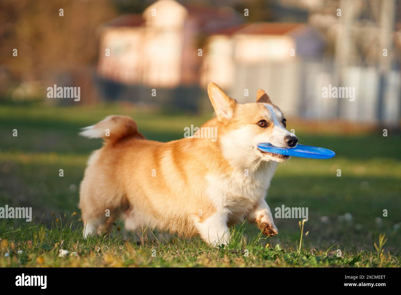 A Corgi pembroke runs with a blue disk in its mouth across a lawn. The dog looks active and playful, engaged in a game of fetch Stock Photo