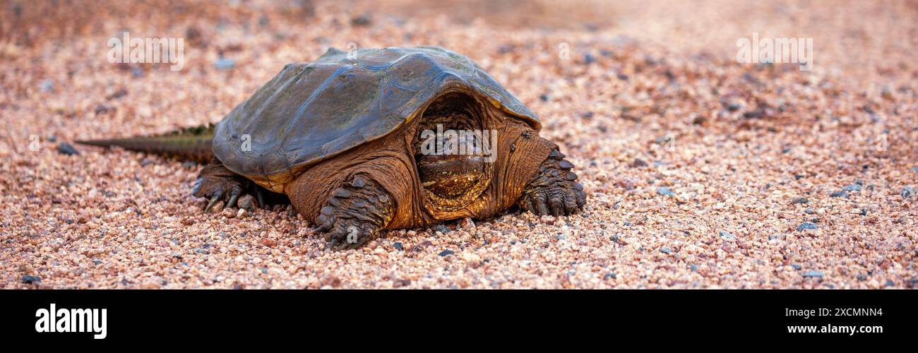 Serpent Turtle Snapping Turtle (Chelydra serpentina) on a gravel road, panorama Stock ...