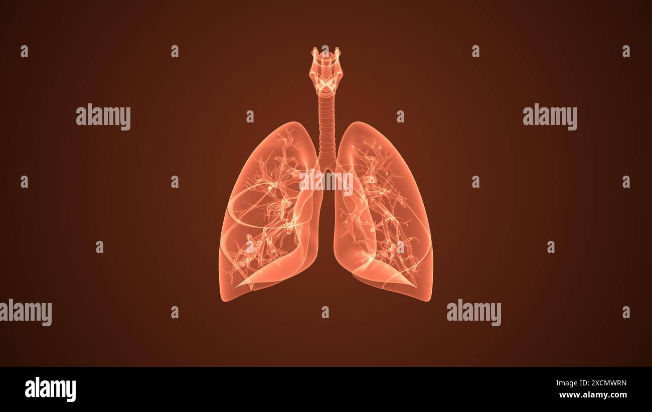 Human internal organ with lungs Stock Photo