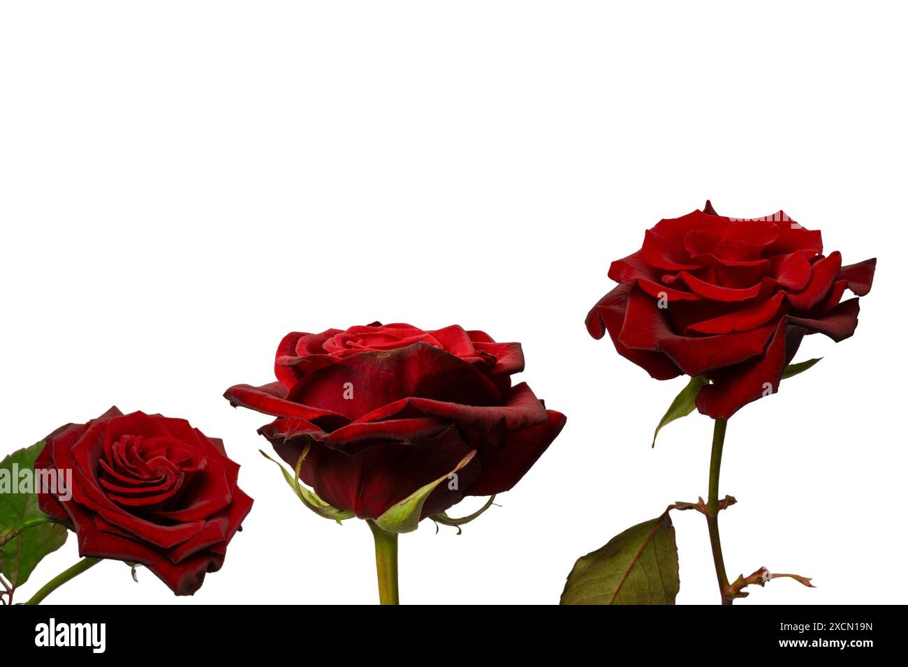 Beautiful red rose isolated on a white background Stock Photo - Alamy