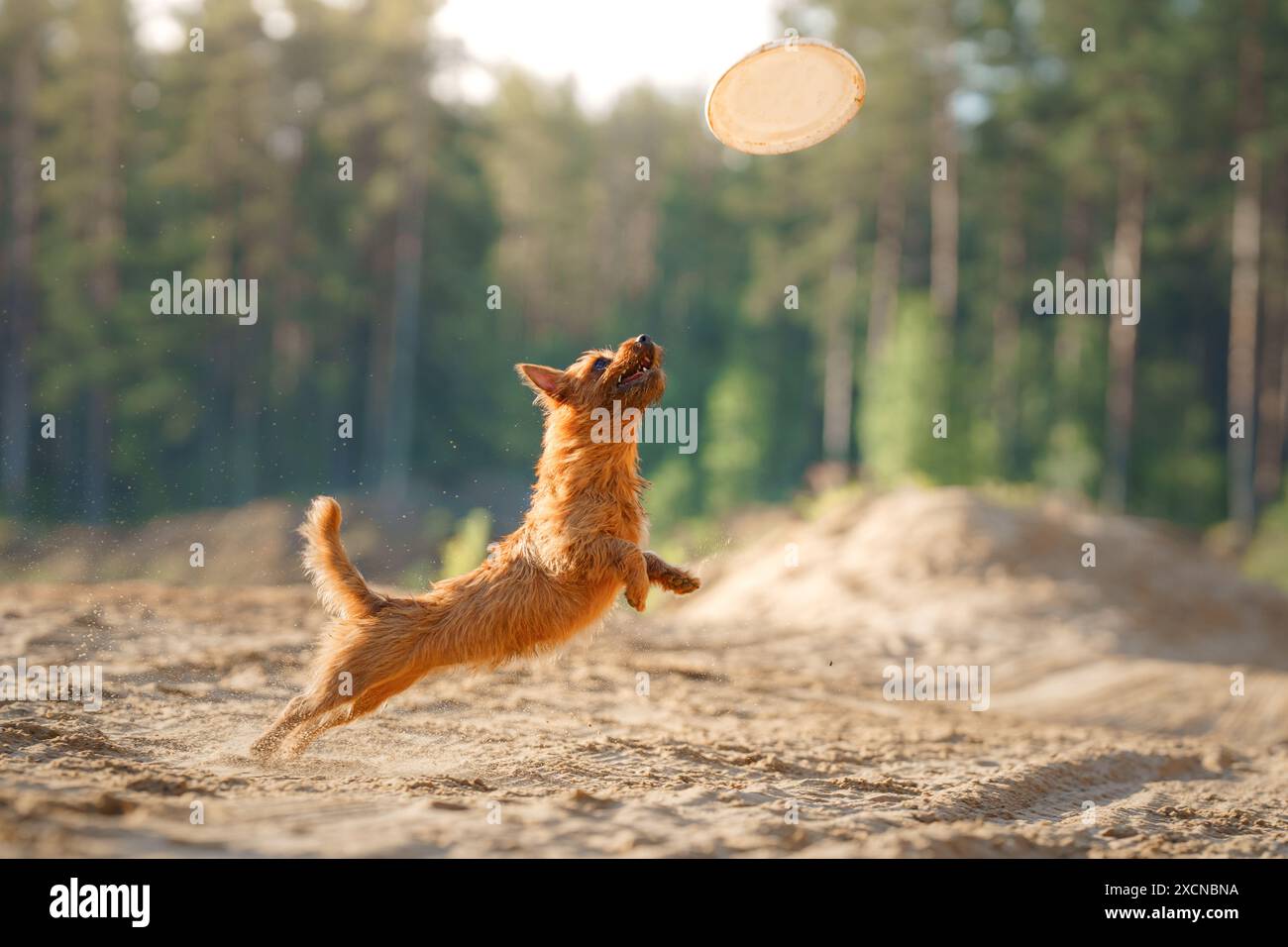 An Australian Terrier dog catches a toy, leaps enthusiastically, eyes on the prize of a soaring disk against a backdrop of pine trees. Stock Photo