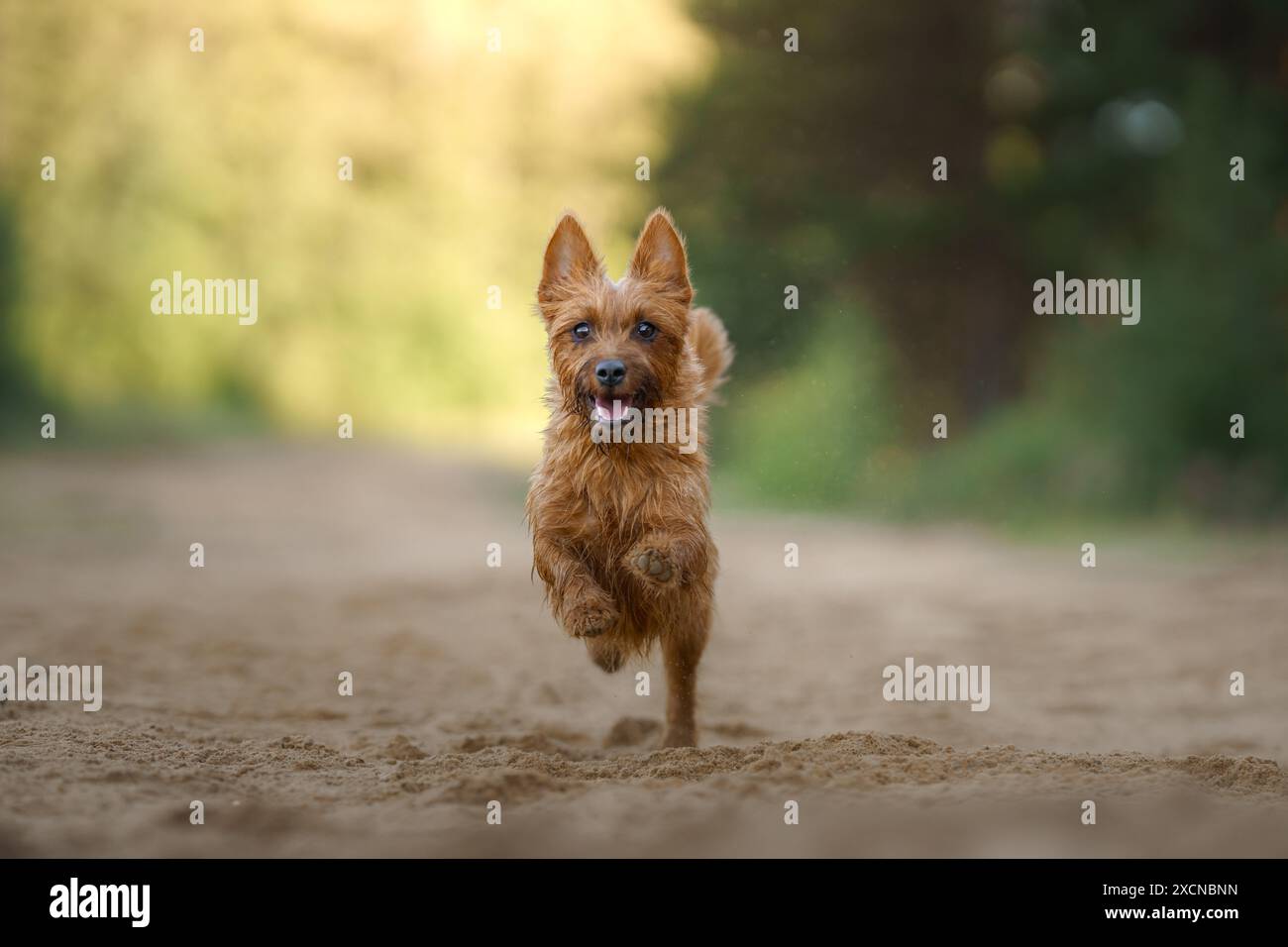 An Australian Terrier dog bounds energetically towards the camera, a picture of vitality and joy against the backdrop of a dusty trail. Stock Photo