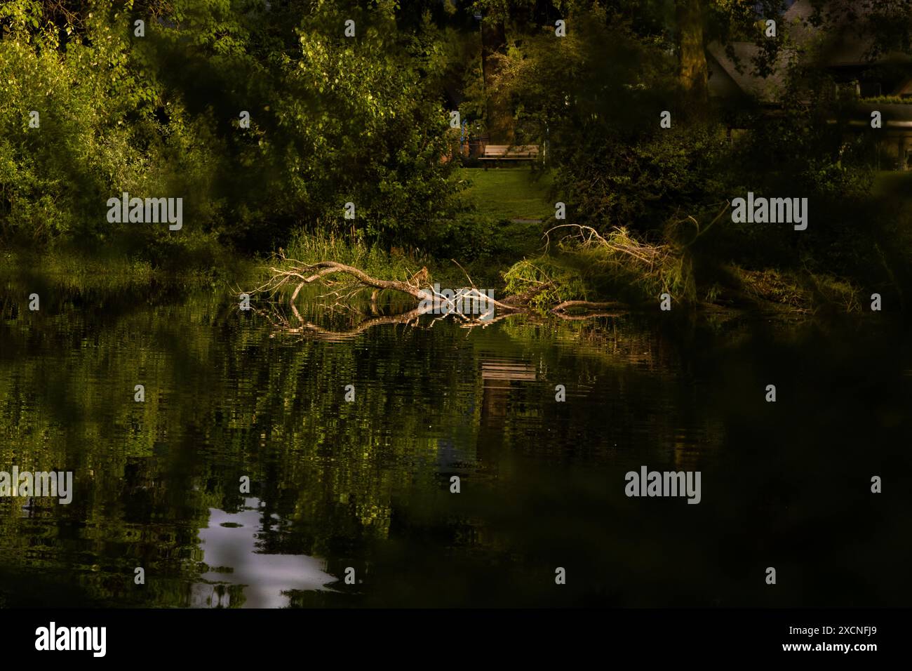 A striking tree, perfectly positioned in the water. Stock Photo